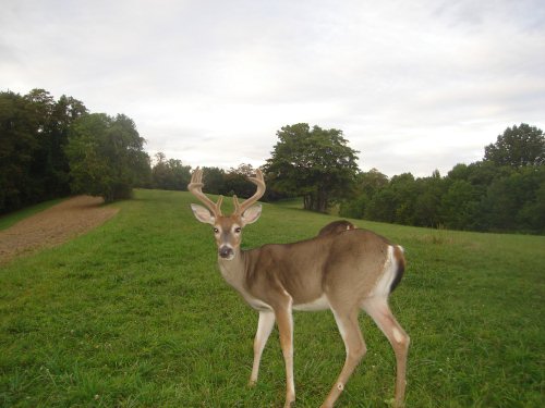 8 Point Buck