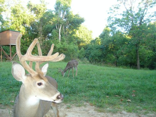 Nine point buck