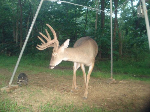 Ten point buck