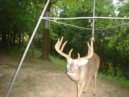 Wide ten point buck