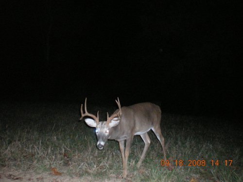 Nine point buck