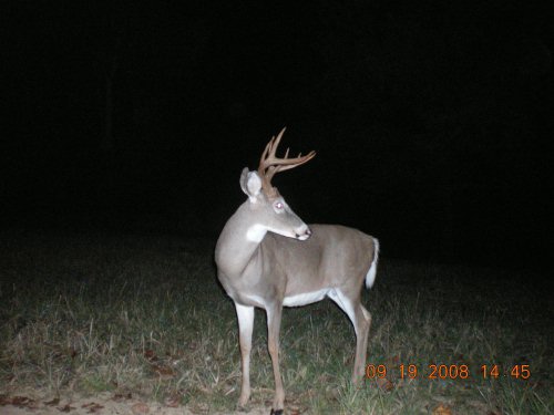 Seven point buck