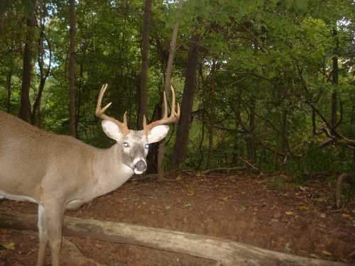 Nine point buck