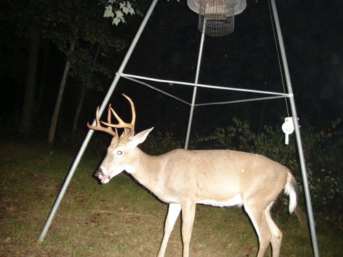 Odd racked nine point buck