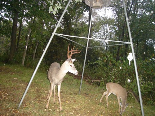 Tall racked eight point buck