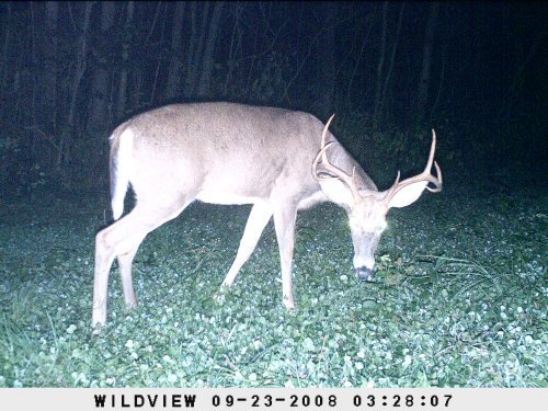 Thin racked eight point buck