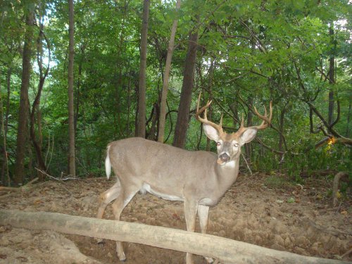 Wide antlered buck