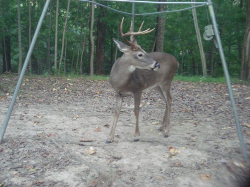 Wide racked eight point buck