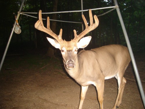 Eight point buck