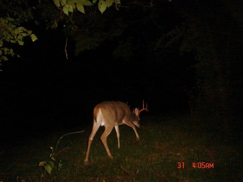 Buck with velvet shed