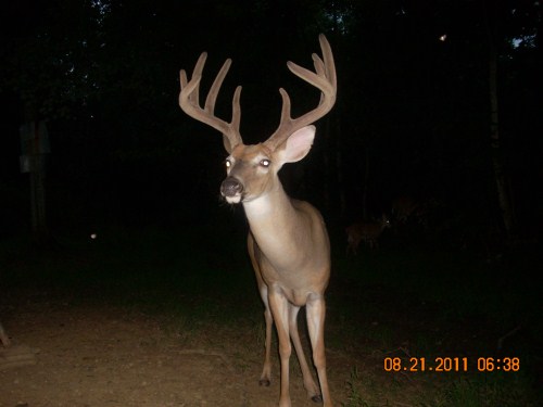 Ten point buck