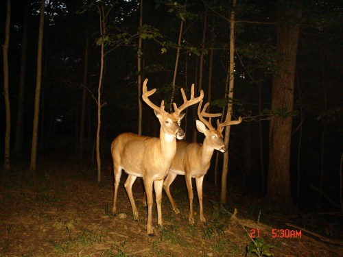 Two velvet bucks