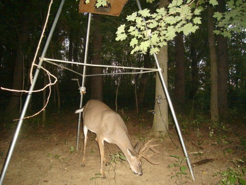 Eight point buck in velvet