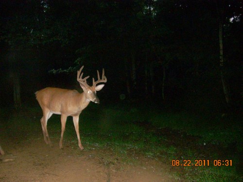 Ten piont buck in velvet