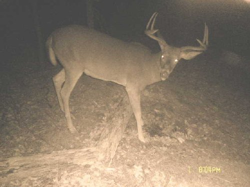Six point buck taken with an IR scouting camera