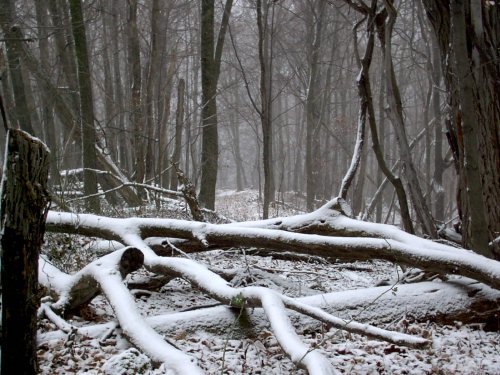 Snow from a hunting blind