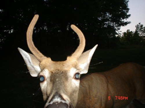 spike buck up close