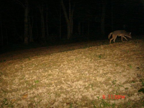 SpyCam coyote picture