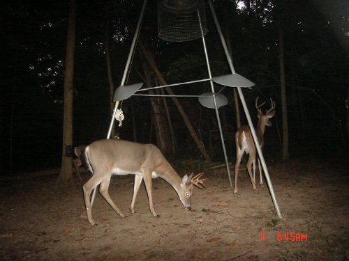 SpyCam deer picture at dawn