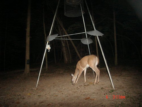 SpyCam nighttime deer picture