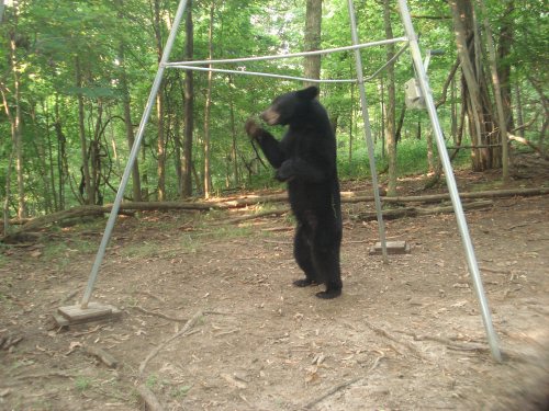 Standing black bear