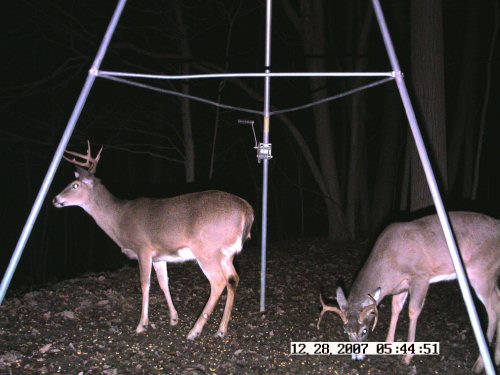 Stealth Cam picture of two bucks
