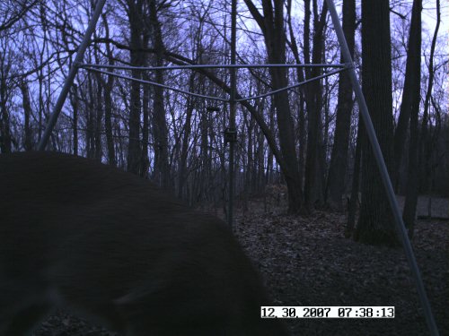 Stealth Cam picture at dawn