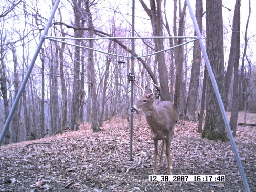 Stealth Cam daytime buck picture