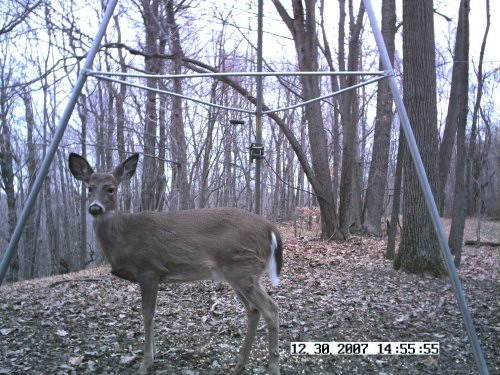 Daytime Stealth Cam picture