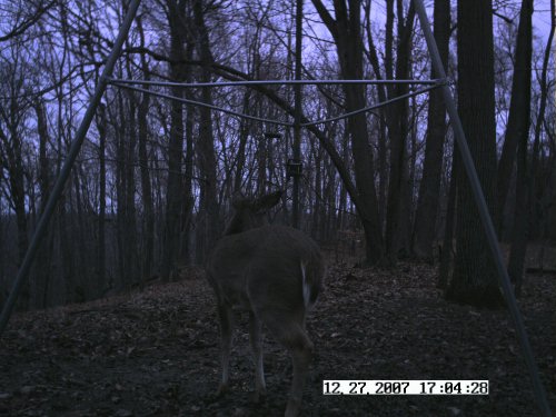 Stealth Cam picure at dusk