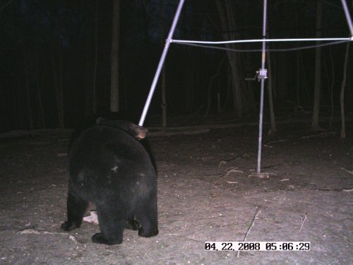 StealthCam Bear