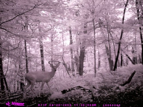Timber Eye pink deer picture