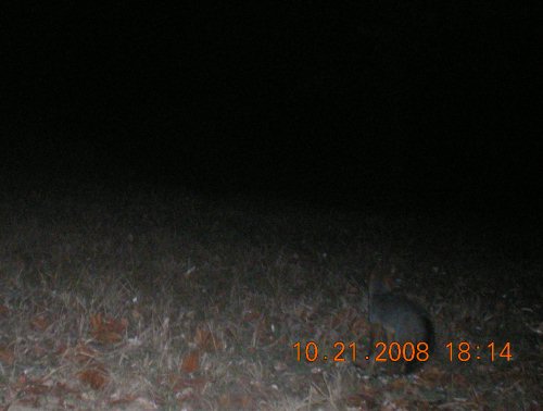 Trail Stalker fox picture