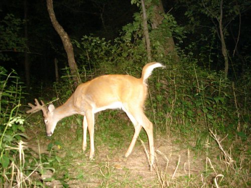 Trail Watcher 2060 buck at night