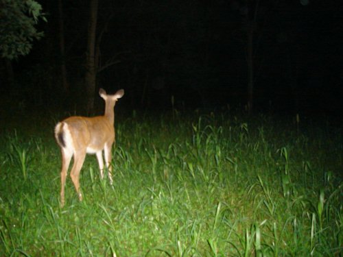 Trail Watcher 2060 night time doe picture