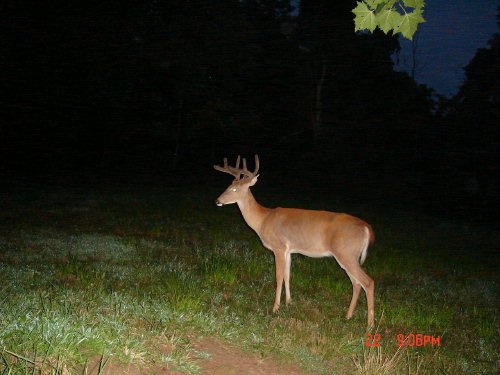 Buck picture taken with a Trail Watcher