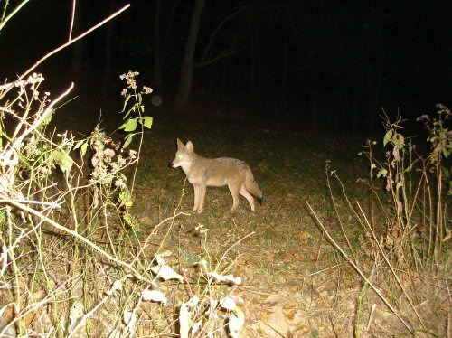 Whippoorwill food plot coyote