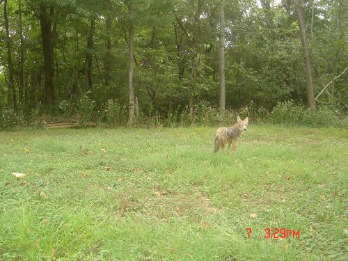 Coyote picture