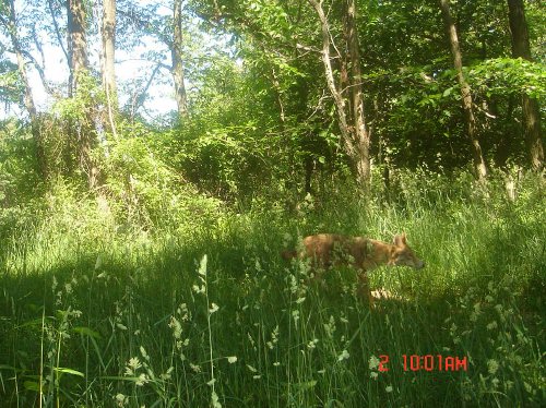 WhitetailCam Coyote