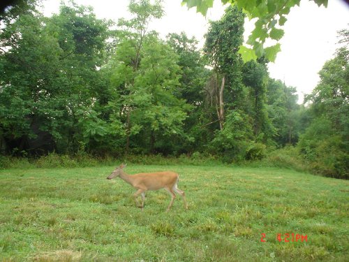 WhitetailCam daytime deer picture