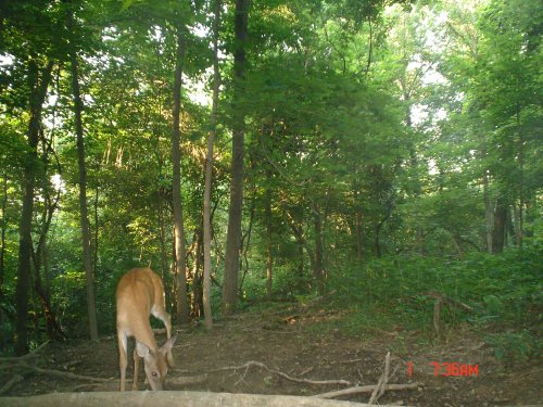 WhitetailCam morning deer picture