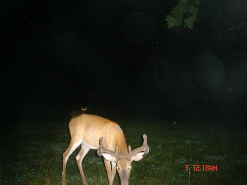 WhitetailCam nighttime deer picture