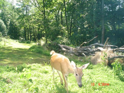 WhitetailCam deer picture