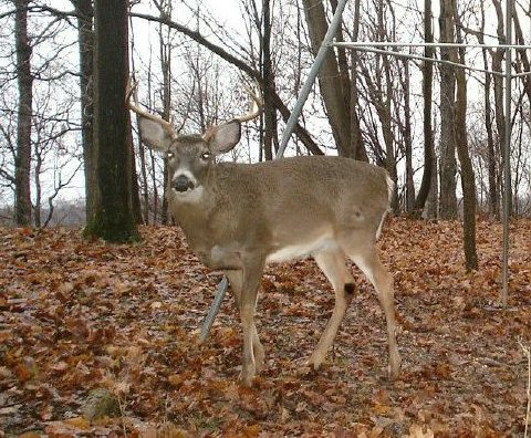 Wide eight point buck