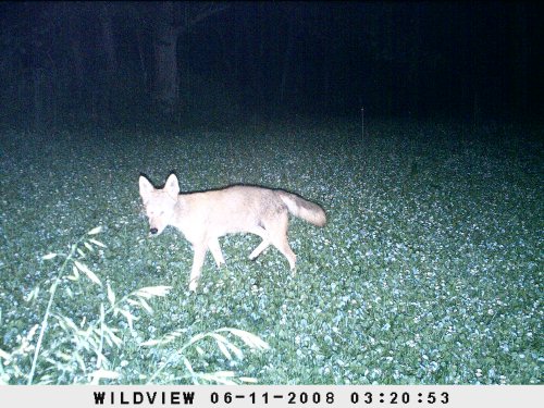 Wildview Coyote