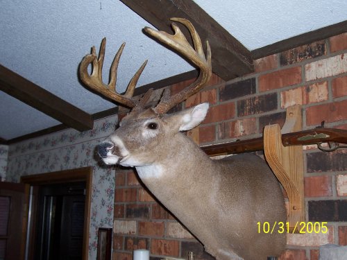 Mounted buck taken with a muzzleloader