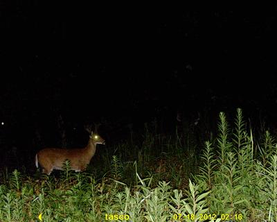 12point bedded down to the right