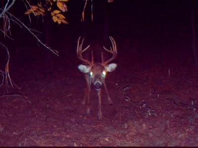 Georgia 10 Point