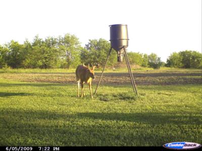 Iowa Buck