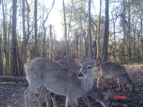 Deer at a mineral lick